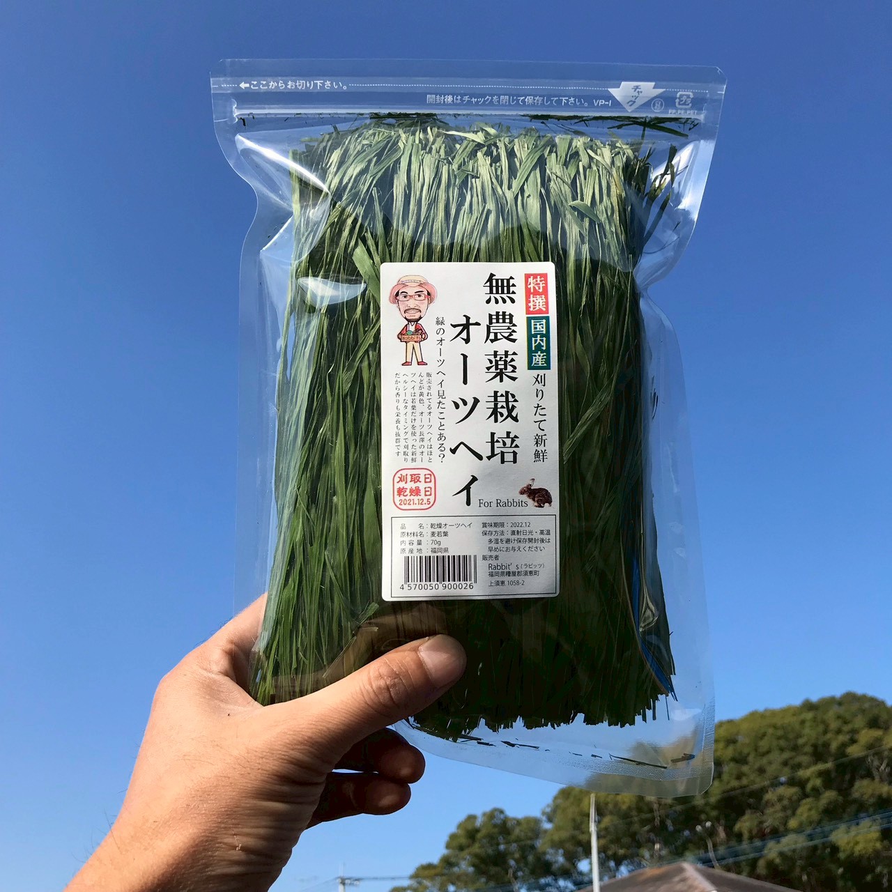 Close-up of green premium Japanese oat hay showing leafy texture