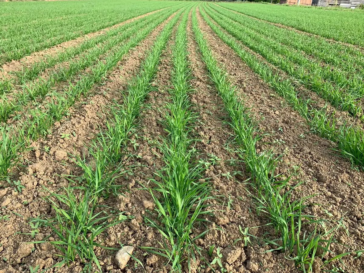 Rows of young oat grass growing at our farm in Fukuoka, Japan